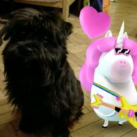 _boni_kutyi_