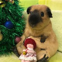 оригинальный звук