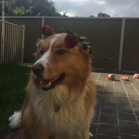 tashathebordie