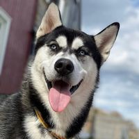 tarusthehusky