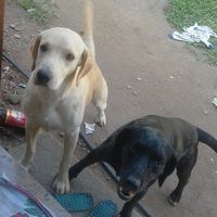 fofuchitos