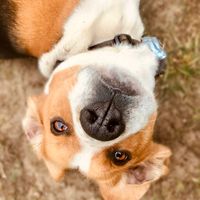 lennox.the.beagle