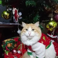 psicologia_y_gatos
