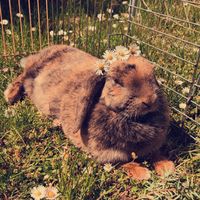 nhạc nền - 🐰Ängstlich🐰