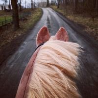 hh.eqestrian.sport