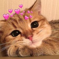 qt.zodiaccat