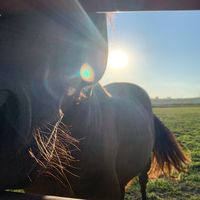 bay_haflinger