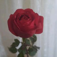 gecenin_mavisii25