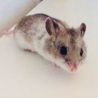 slush.hamster