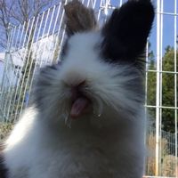 gegen...tierleid
