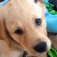 daysithecrazydogo