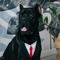 original sound - serafim86