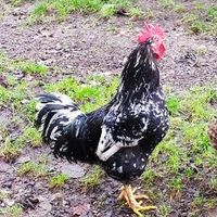 wszystko się zacina