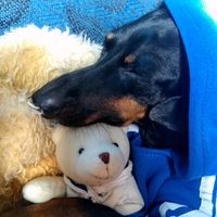 joe.dachshund