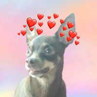bibi_the_spitz