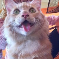 เสียงต้นฉบับ - ป๊มชื่อ"ลูฟี่"🐯