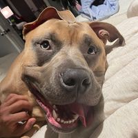 pitbull.canelo