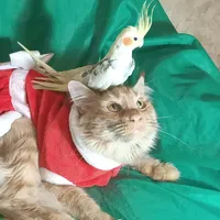 original sound - smart_cats_tv