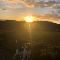 sunnys.tierwelt