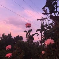 _sweetxvibez_