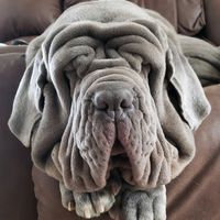 toadthemastiff