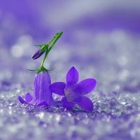 rana_m7
