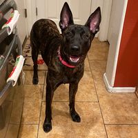 bella_maligator