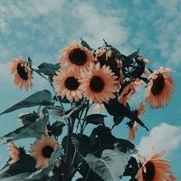 random__videos2