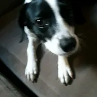 original sound - polarzinhafofa