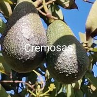 cristianrocoramos