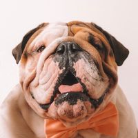 jorgebulldog