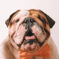 original sound - jorgebulldog