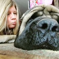 big_paw_mastiffs