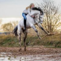 horseandequestrian
