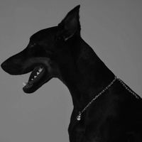 dobermans_of_tiktok