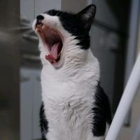 gatos09