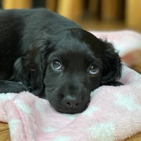 cockerspanielnova