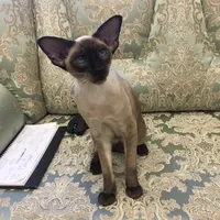 original sound - zhadanova1