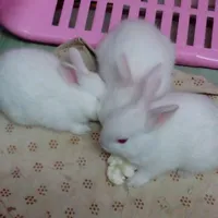 original sound - snowbell5521