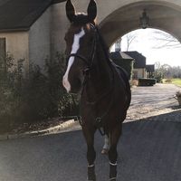 i_love.horses