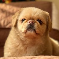 gino_peluche