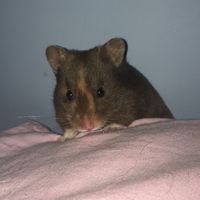 isla.hamster