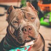 milka_bully