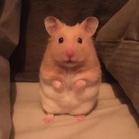tommy_thehamster