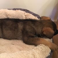 kiathelovingdoggie