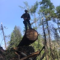 treekillr