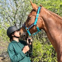 ilohorse