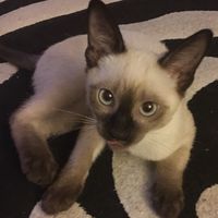 thecatdexter