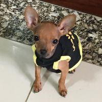 jujuba_gomez