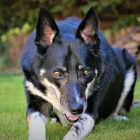 original sound - olliemydog